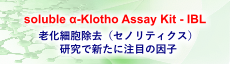 α-Klothoとセノリティクス(老化細胞除去)